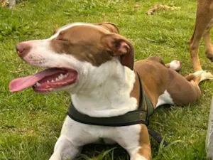 Cachorro raça Pit-Bull idade 1 ano nome Looky