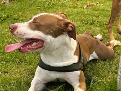 Cachorro raça Pit-Bull idade 1 ano nome Looky