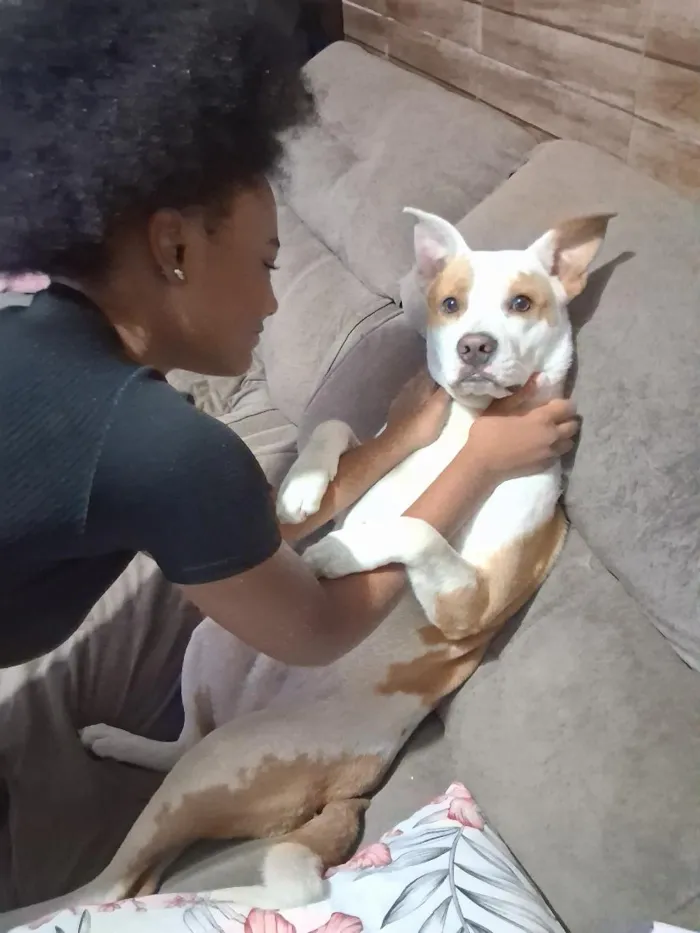 Cachorro raça SRD-ViraLata idade 7 a 11 meses nome Teddy 