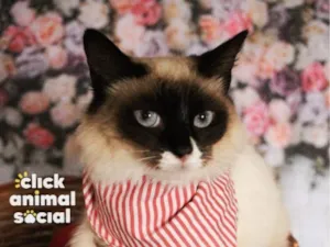Gato raça Siamês idade 2 anos nome Ariane