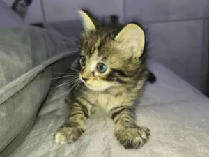 Gato raça SRD-ViraLata idade Abaixo de 2 meses nome não tem 