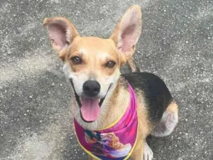 Cachorro raça SRD-ViraLata idade 2 anos nome Fiona