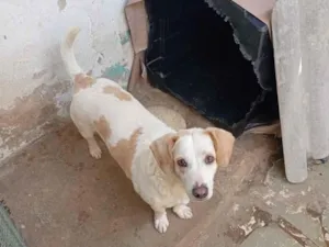 Cachorro raça SRD-ViraLata idade 6 ou mais anos nome Bombom