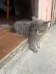 Apolo