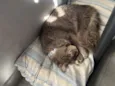 Apolo