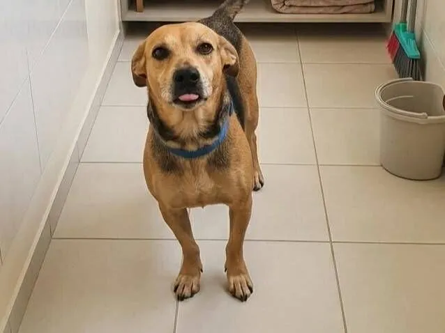Cachorro raça SRD-ViraLata idade 4 anos nome Half