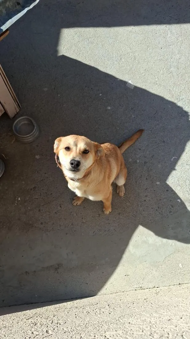 Cachorro raça SRD-ViraLata idade 7 a 11 meses nome mel 