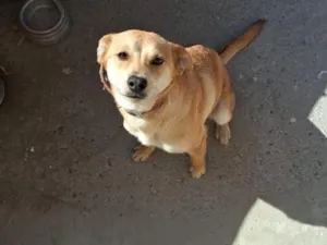 Cachorro raça SRD-ViraLata idade 7 a 11 meses nome mel 