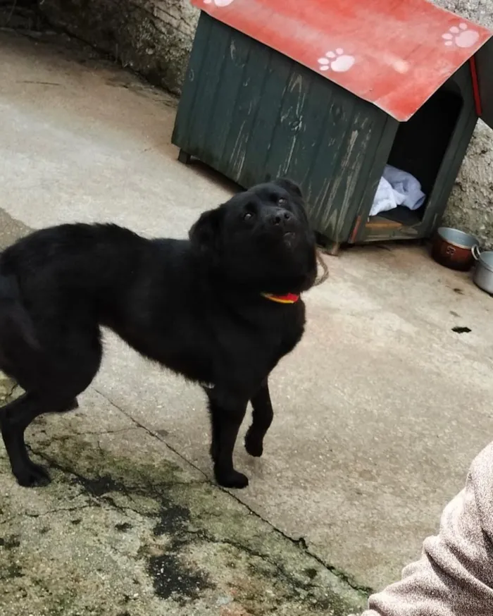 Cachorro raça SRD-ViraLata idade 3 anos nome Ágata