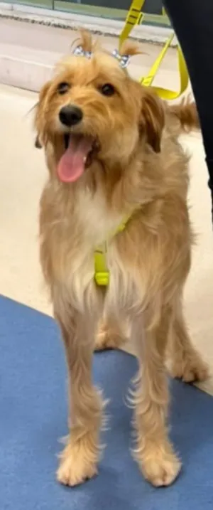 Cachorro raça SRD-ViraLata idade 1 ano nome Estrela