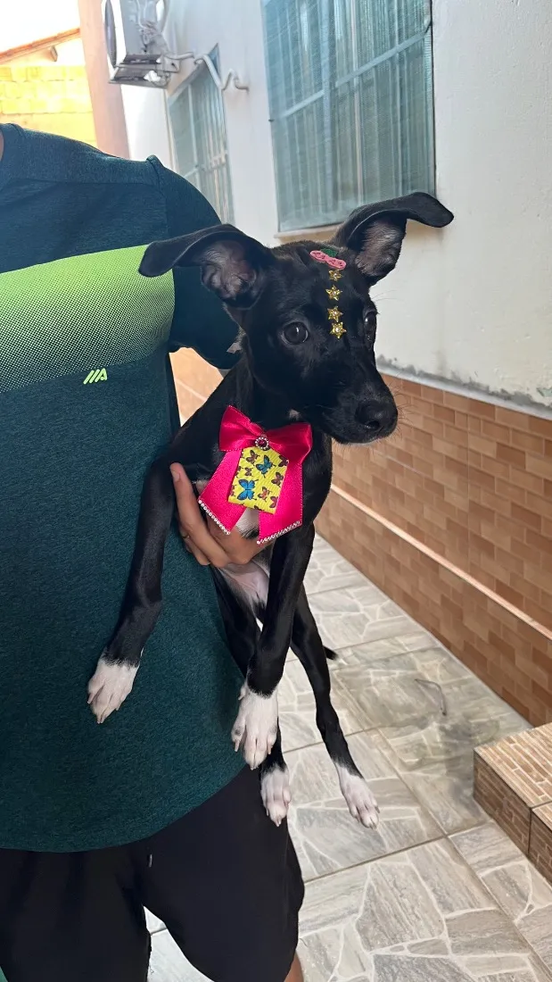 Cachorro raça SRD-ViraLata idade 2 a 6 meses nome Lua
