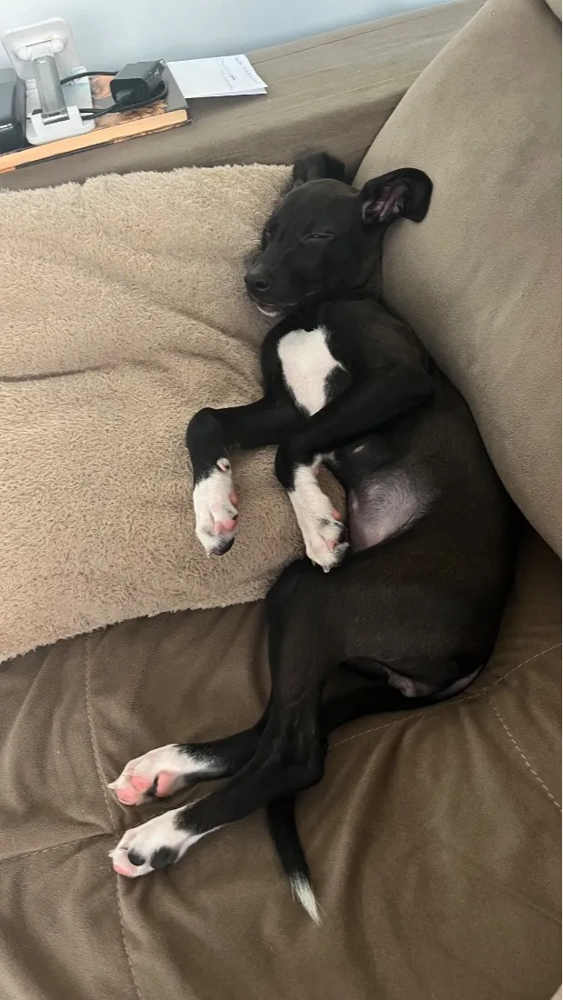 Cachorro raça SRD-ViraLata idade 2 a 6 meses nome Lua