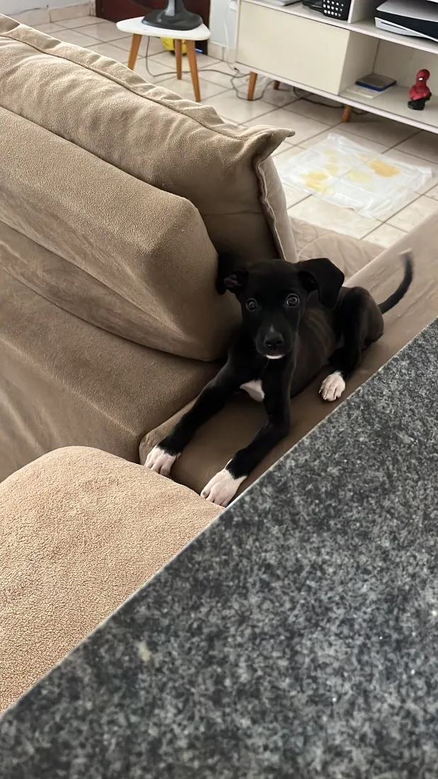 Cachorro raça SRD-ViraLata idade 2 a 6 meses nome Lua
