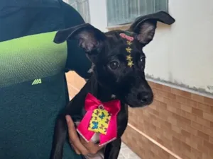 Cachorro raça SRD-ViraLata idade 2 a 6 meses nome Lua