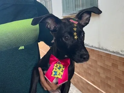 Cachorro raça SRD-ViraLata idade 2 a 6 meses nome Lua