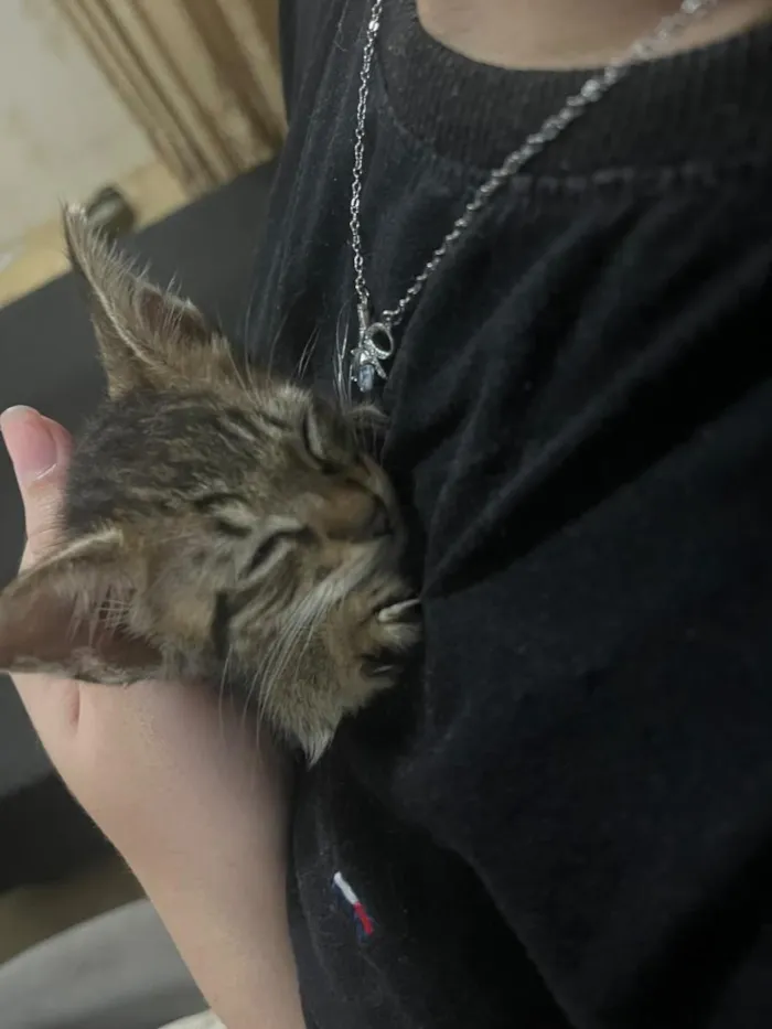 Gato raça SRD-ViraLata idade 2 a 6 meses nome nino