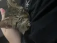 nino