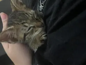 Gato raça SRD-ViraLata idade 2 a 6 meses nome nino