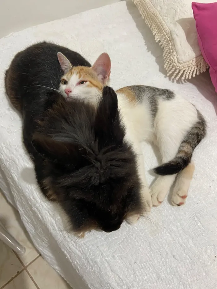 Gato raça SRD-ViraLata idade 1 ano nome Mia