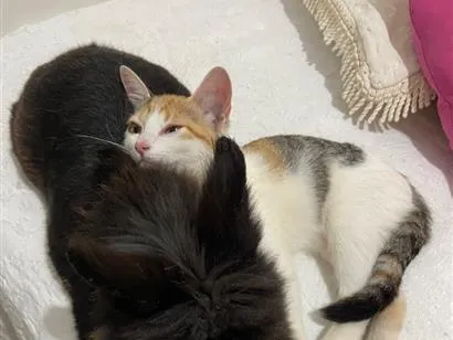 Gato raça SRD-ViraLata idade 1 ano nome Mia