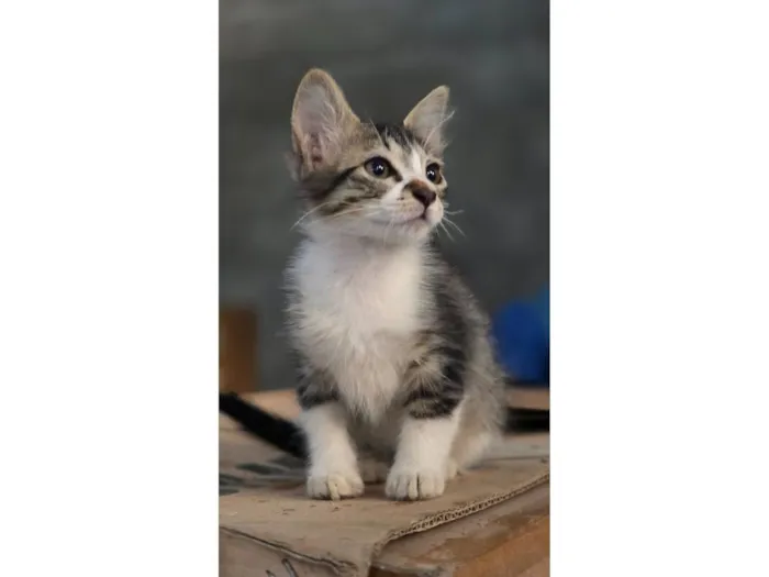 Gato raça  idade 2 a 6 meses nome sem nome