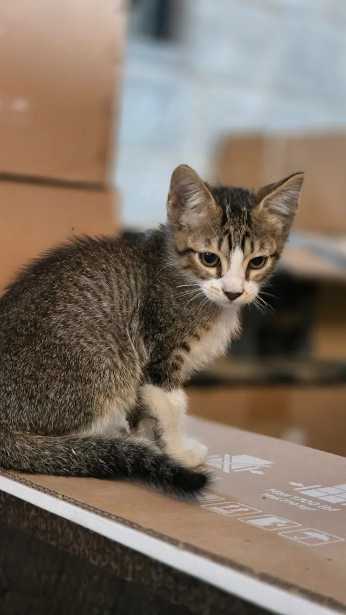 Gato raça  idade 2 a 6 meses nome sem nome