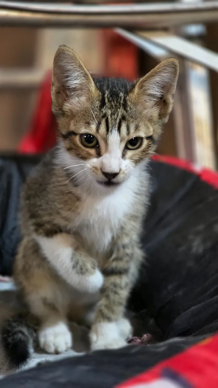 Gato raça  idade 2 a 6 meses nome sem nome
