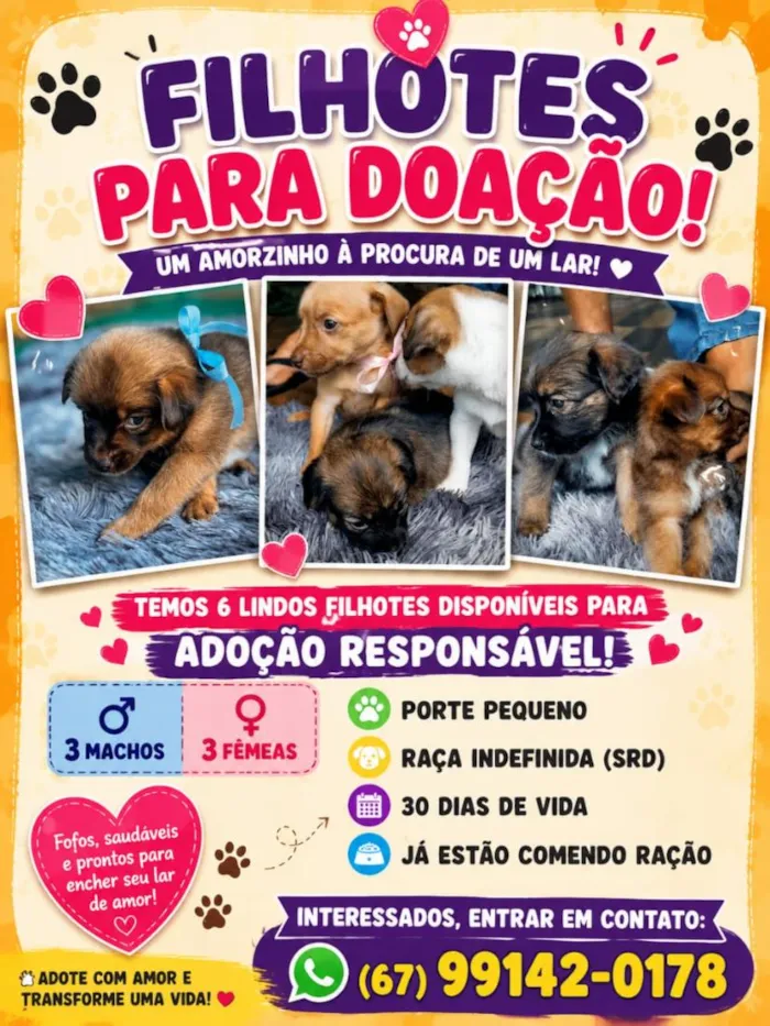 Cachorro raça SRD-ViraLata idade 2 a 6 meses nome sem nome