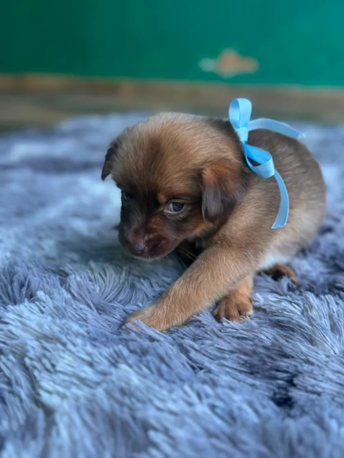 Cachorro raça SRD-ViraLata idade 2 a 6 meses nome sem nome