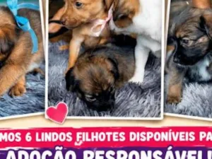 Cachorro raça SRD-ViraLata idade 2 a 6 meses nome sem nome