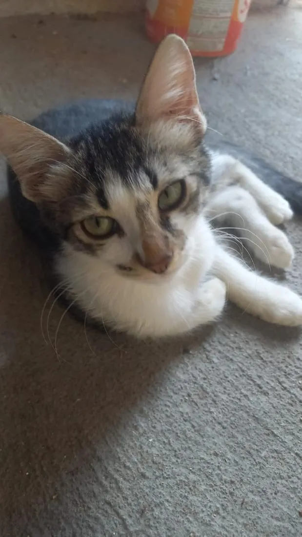 Gato raça SRD-ViraLata idade 2 a 6 meses nome Cloi