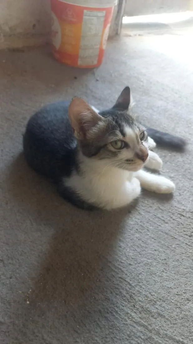 Gato raça SRD-ViraLata idade 2 a 6 meses nome Cloi