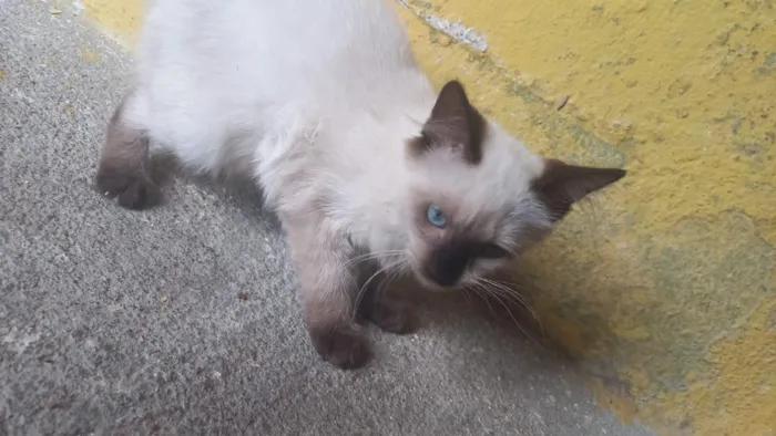 Gato raça Siamês idade 2 a 6 meses nome fofinha