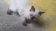 fofinha
