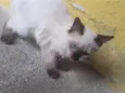 fofinha