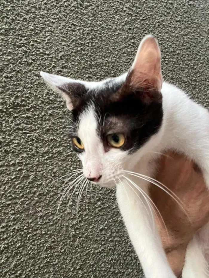 Gato raça SRD-ViraLata idade 2 a 6 meses nome Sem nome