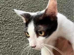 Gato raça SRD-ViraLata idade 2 a 6 meses nome Sem nome