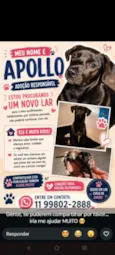 Apollo