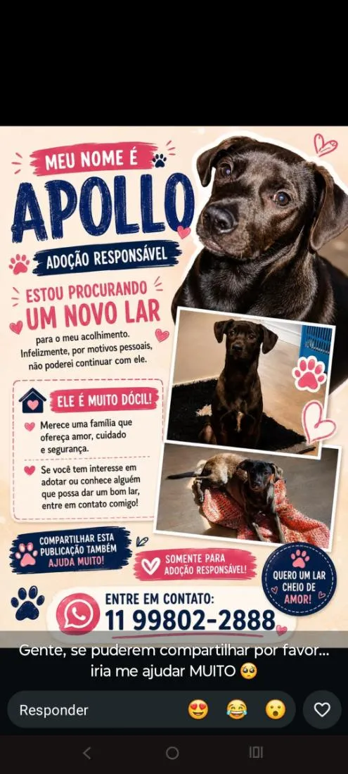 Cachorro raça SRD-ViraLata idade 2 a 6 meses nome Apollo