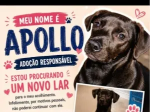 Cachorro raça SRD-ViraLata idade 2 a 6 meses nome Apollo