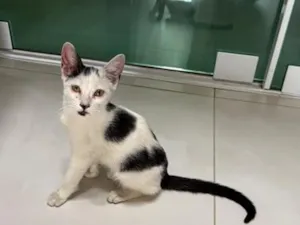 Gato raça SRD-ViraLata idade 2 a 6 meses nome Sem nome