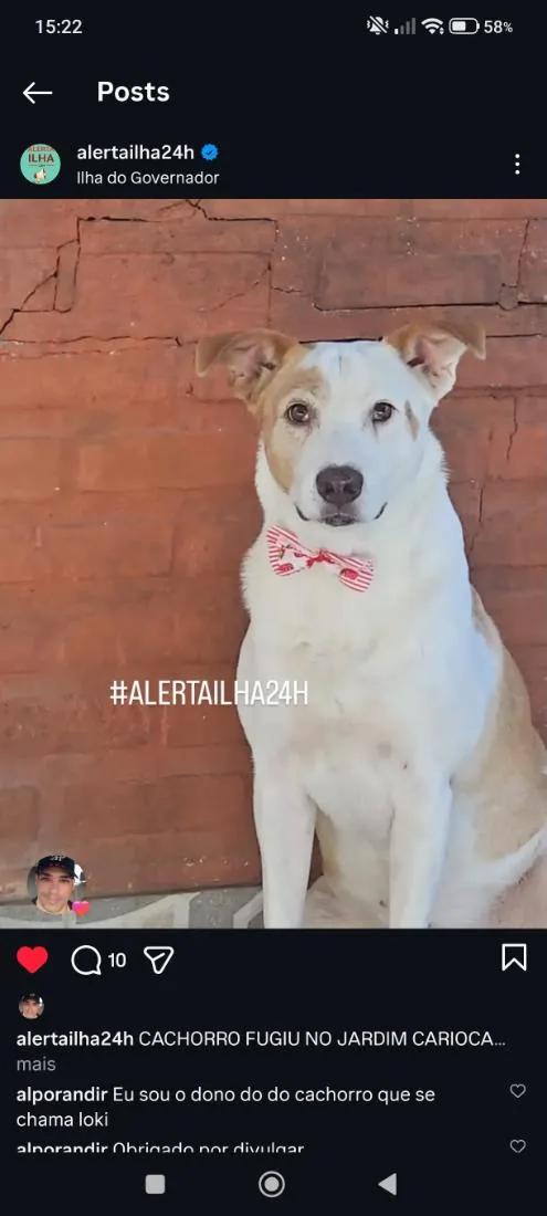 Cachorro raça SRD-ViraLata idade 6 ou mais anos nome loki
