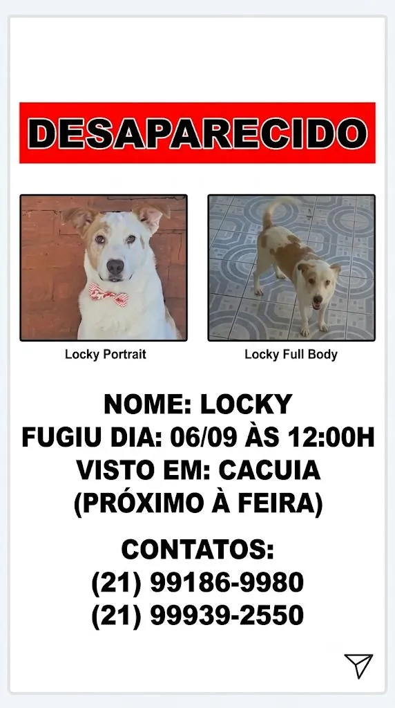 Cachorro raça SRD-ViraLata idade 6 ou mais anos nome loki