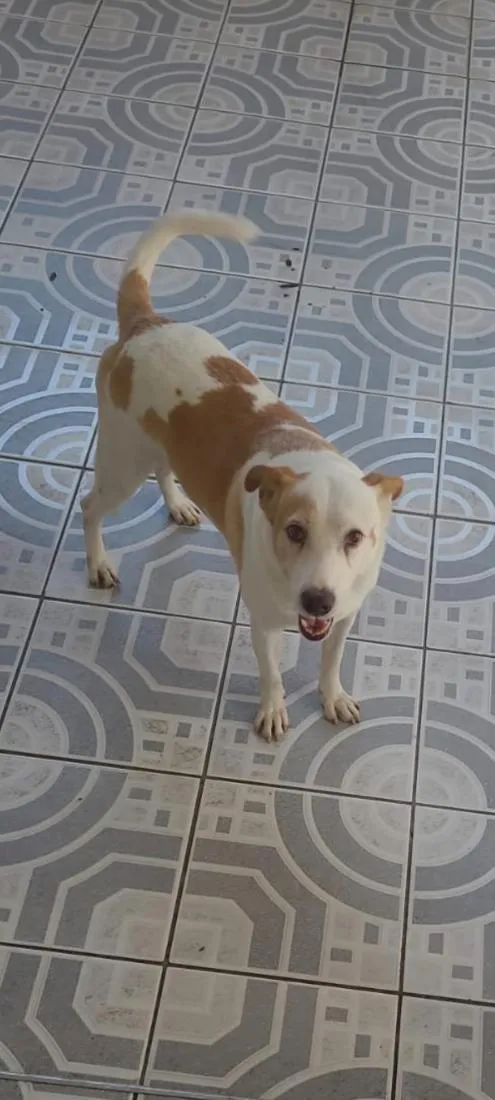 Cachorro raça SRD-ViraLata idade 6 ou mais anos nome loki