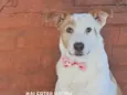 loki