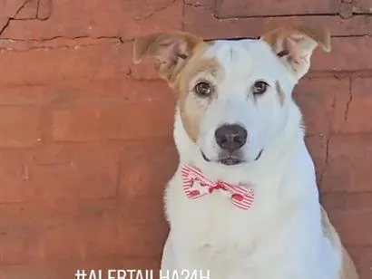 Cachorro raça SRD-ViraLata idade 6 ou mais anos nome loki