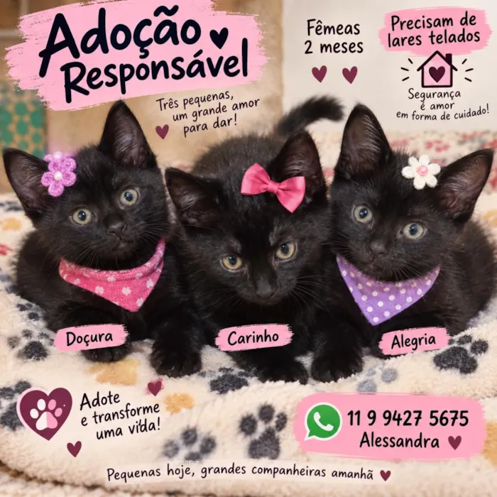 Gato raça SRD-ViraLata idade 2 a 6 meses nome Bebes