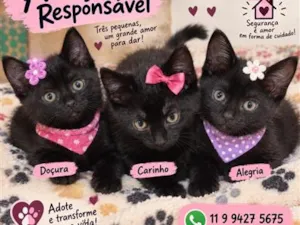 Gato raça SRD-ViraLata idade 2 a 6 meses nome Bebes