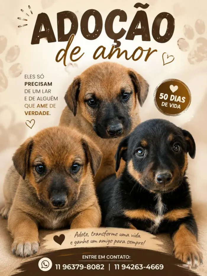 Cachorro raça SRD-ViraLata idade 2 a 6 meses nome Falar com Brenda - Whats 11 96379-8082