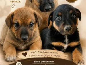 Cachorro raça SRD-ViraLata idade 2 a 6 meses nome Falar com Brenda - Whats 11 96379-8082